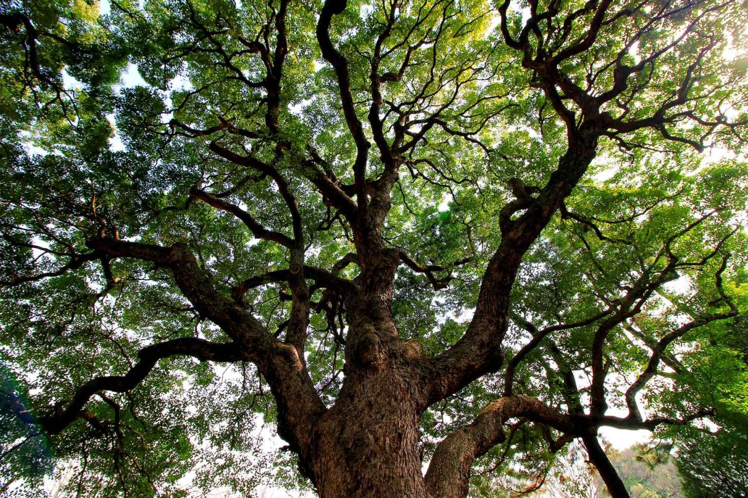 La Canfora Cinnamomum Camphora le proprietà benefiche di un albero