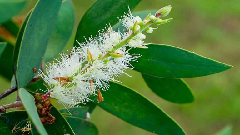 Melaleuca Alternifolia - Il Tea Tree Blog Dr.Vandelli