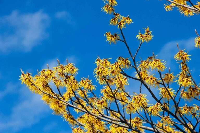 Hamamelis Virginiana - Amamelide blog Dr.Vandelli