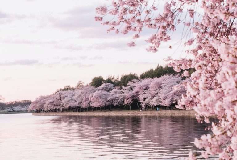 Immagine di peschi in fiore che si riflettono sulle acque di un lago. La luce e la fioritura sono i principali responsabili degli effetti della Primavera su corpo e mente